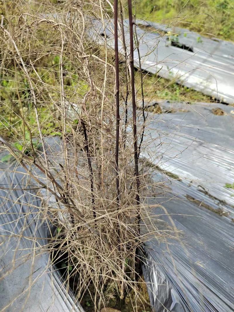 药材种植高质量全新抗老化质保2到三年防草地膜