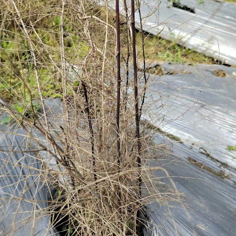 药材种植高质量全新抗老化质保2到三年防草地膜