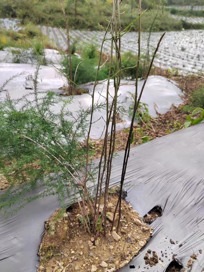 药材种植高质量全新抗老化质保2到三年防草地膜