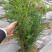 药材种植高质量全新抗老化质保2到三年防草地膜