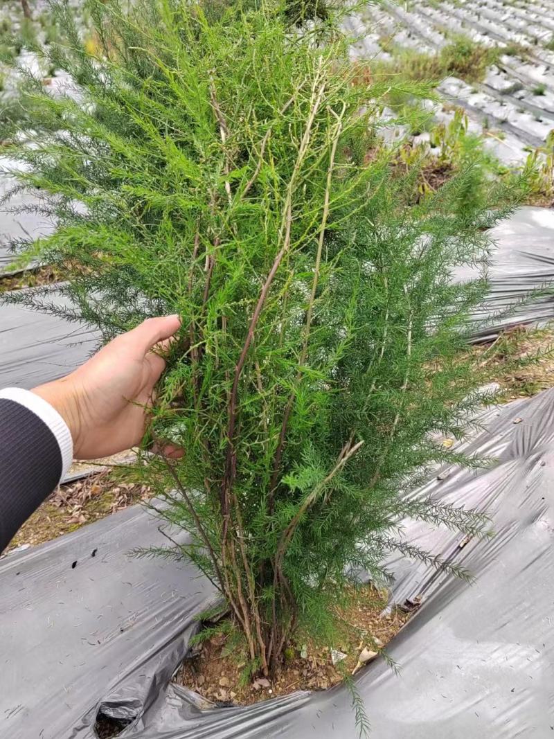 药材种植高质量全新抗老化质保2到三年防草地膜