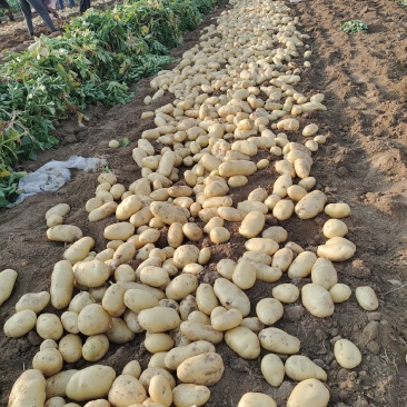 山东荷兰土豆现货供应商超市场保鲜储存,专业代发质量保证