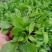 鼠尾草鼠尾草批发基地直供草花和地被鼠尾草