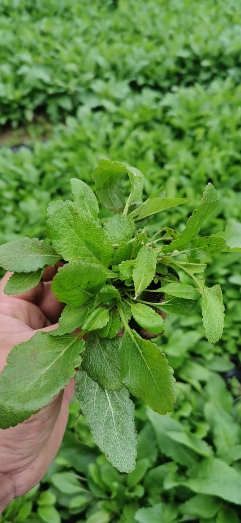 鼠尾草鼠尾草批发基地直供草花和地被鼠尾草