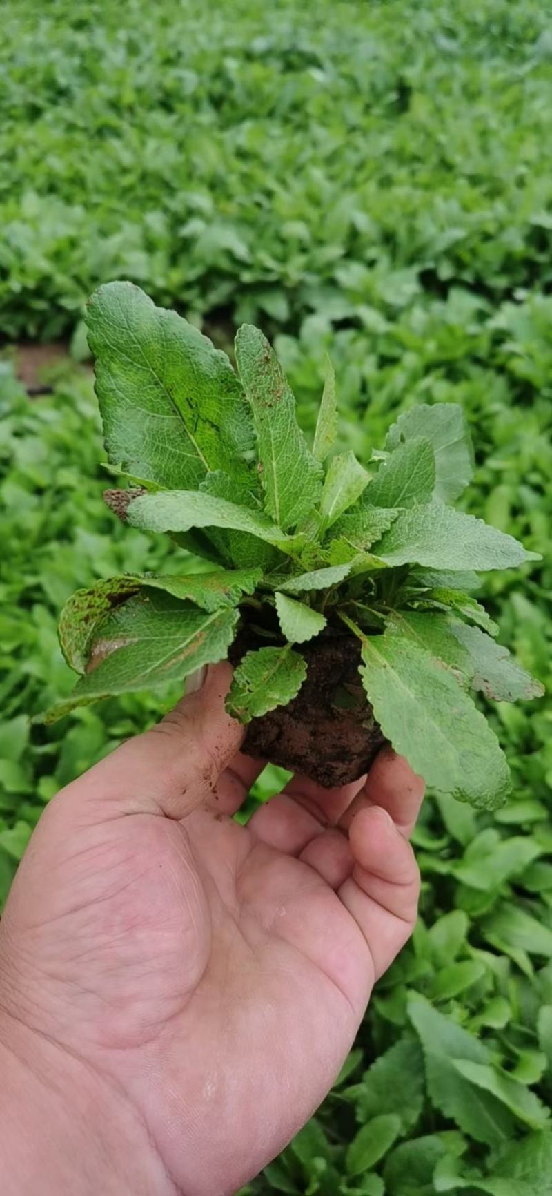 鼠尾草鼠尾草批发基地直供草花和地被鼠尾草