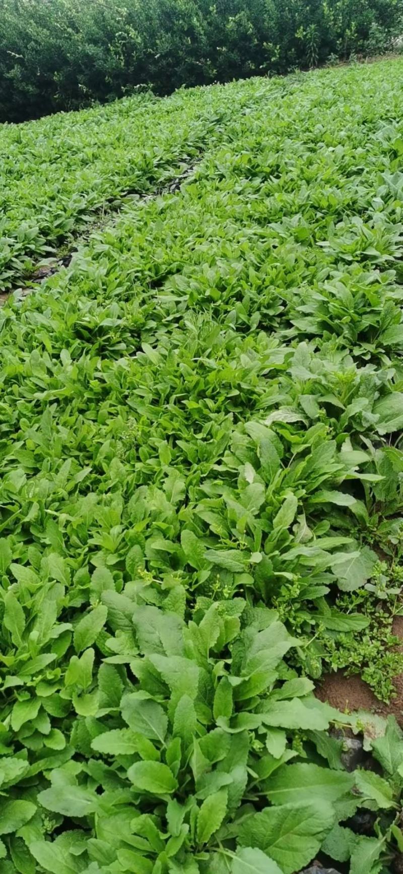 鼠尾草鼠尾草批发基地直供草花和地被鼠尾草