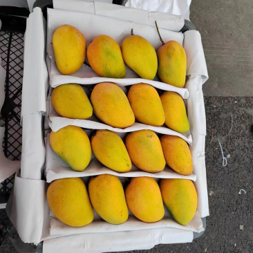 台农芒海南精品台农产地直发