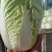 夏阳白菜品质好货源充足量大从优代发全国欢迎联系