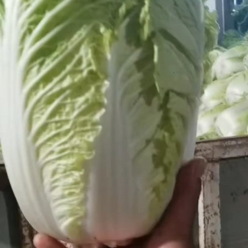 夏阳白菜品质好货源充足量大从优代发全国欢迎联系