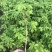 爬山虎五叶地锦爬山虎庭院绿化道路护坡