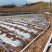药材种植高质量全新抗老化质保2到三年防草地膜