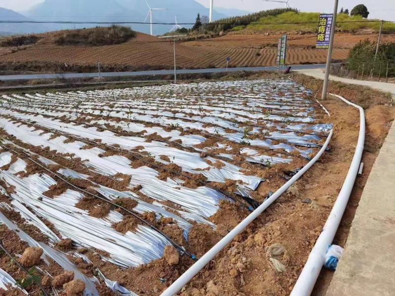 药材种植高质量全新抗老化质保2到三年防草地膜