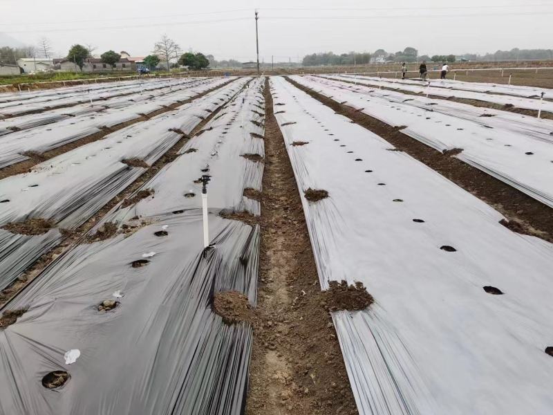 药材种植高质量全新抗老化质保2到三年防草地膜