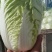 夏阳白菜品质好货源充足量大从优代发全国欢迎联系