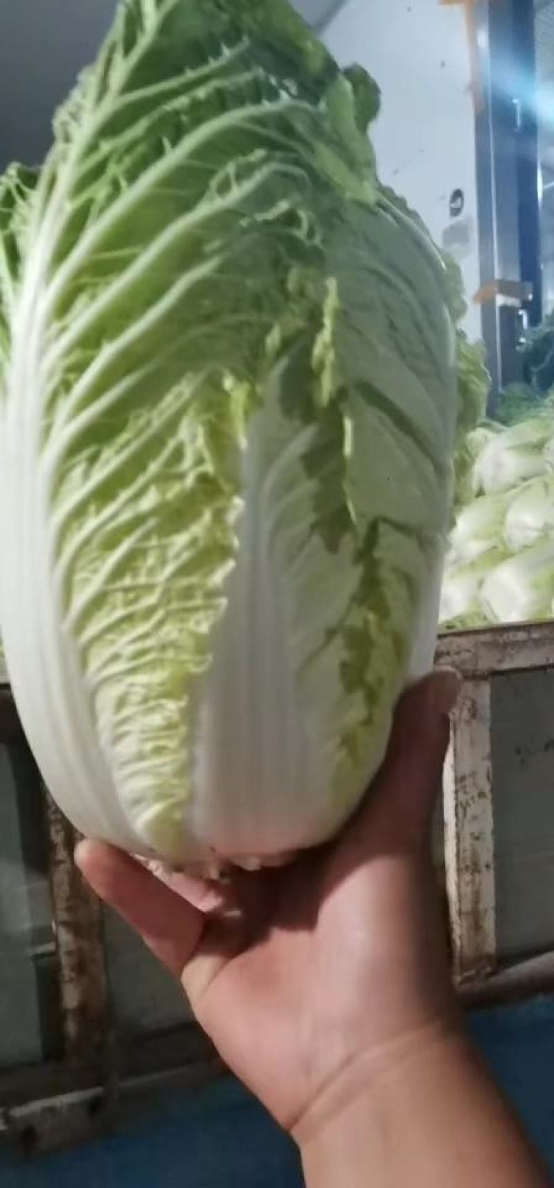 夏阳白菜品质好货源充足量大从优代发全国欢迎联系