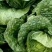 夏阳白菜品质好货源充足量大从优代发全国欢迎联系