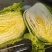 夏阳白菜品质好货源充足量大从优代发全国欢迎联系