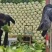夏阳白菜品质好货源充足量大从优代发全国欢迎联系