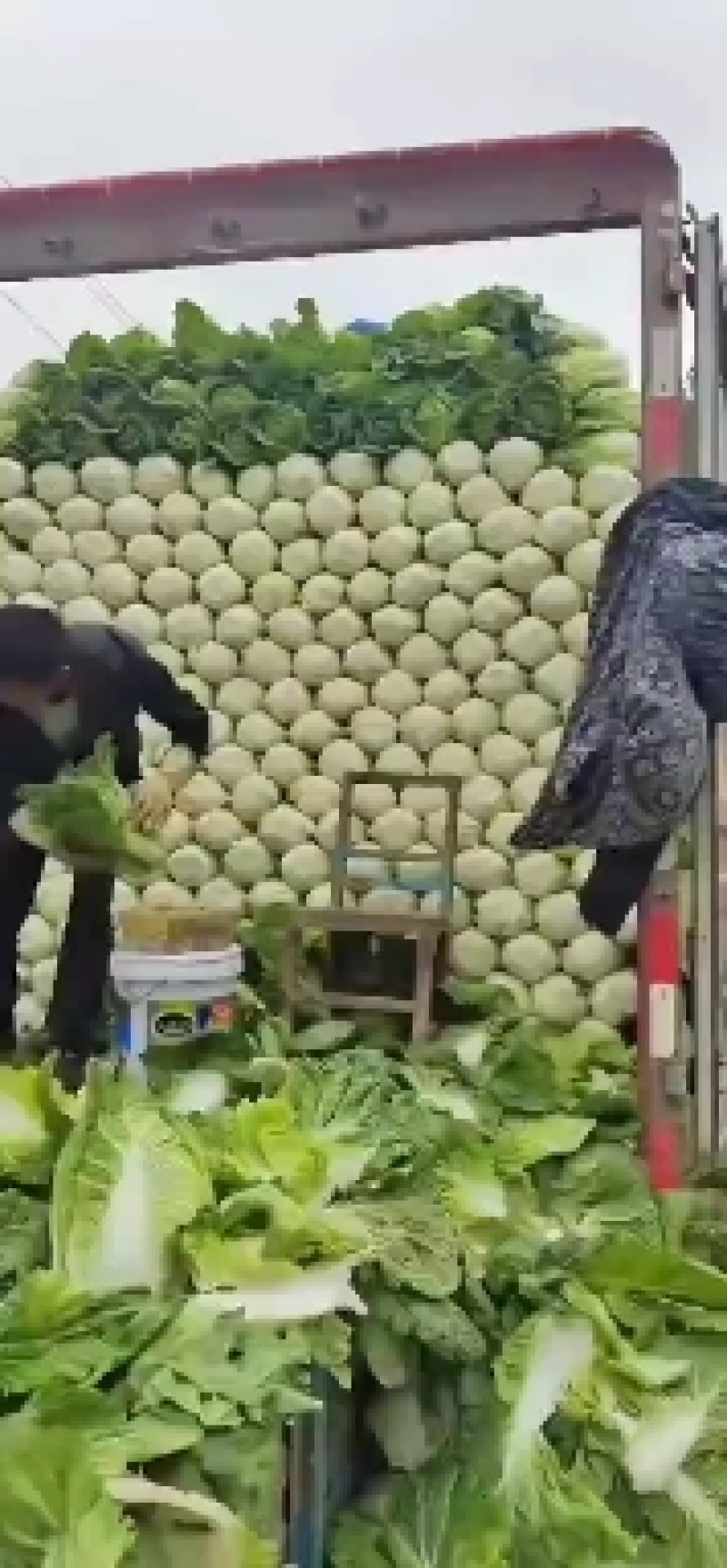 夏阳白菜品质好货源充足量大从优代发全国欢迎联系