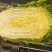 夏阳白菜品质好货源充足量大从优代发全国欢迎联系