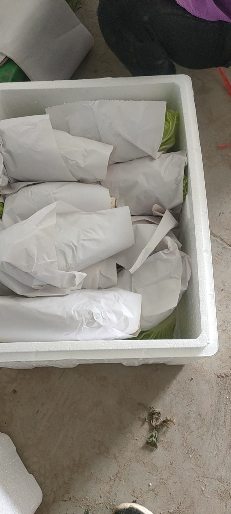 夏阳白菜品质好货源充足量大从优代发全国欢迎联系