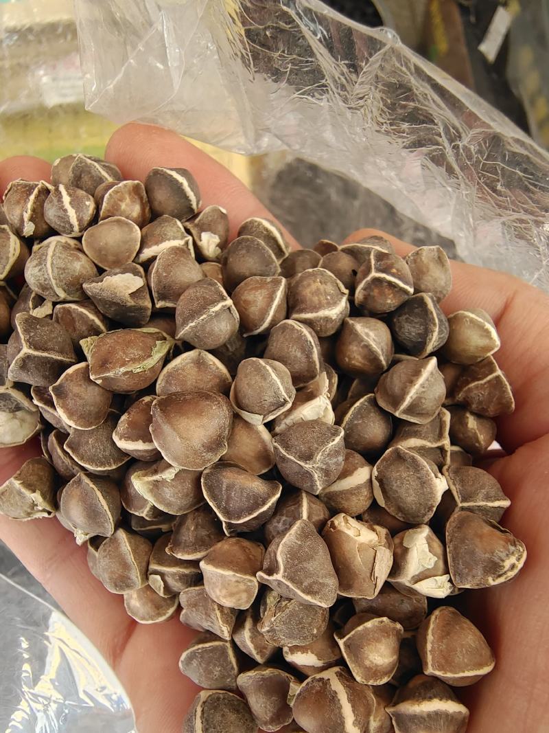 辣木籽辣木子小粒中粒大粒各种规格辣木籽