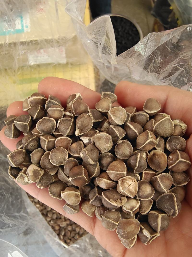 辣木籽辣木子小粒中粒大粒各种规格辣木籽