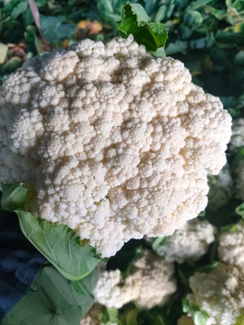菜花有机花大量出售价格便宜，货源充足一手货源需要的联系