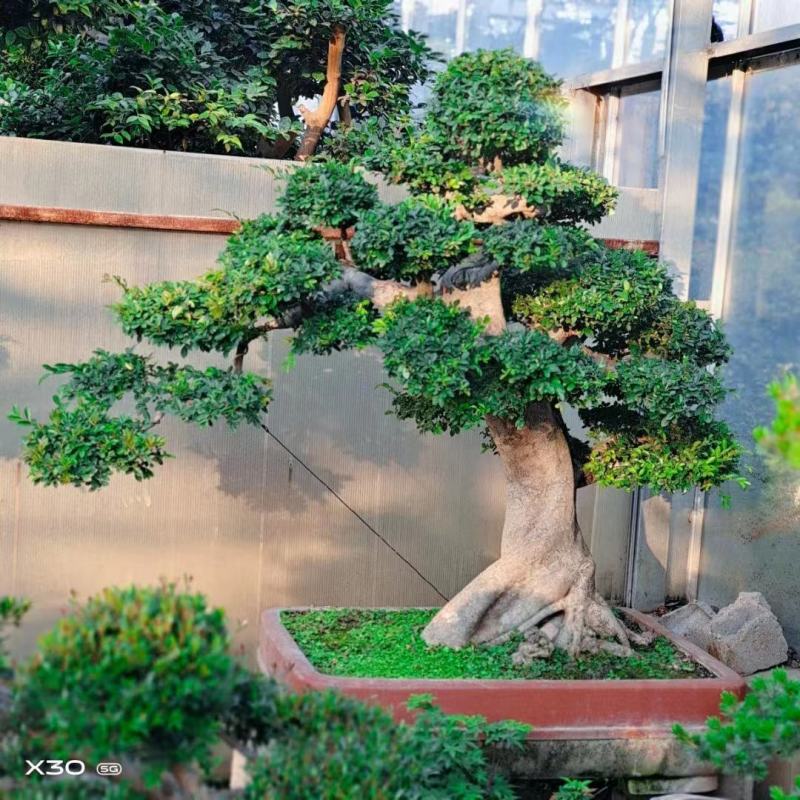 榆树桩造型长年基地直销价格便宜可商议
