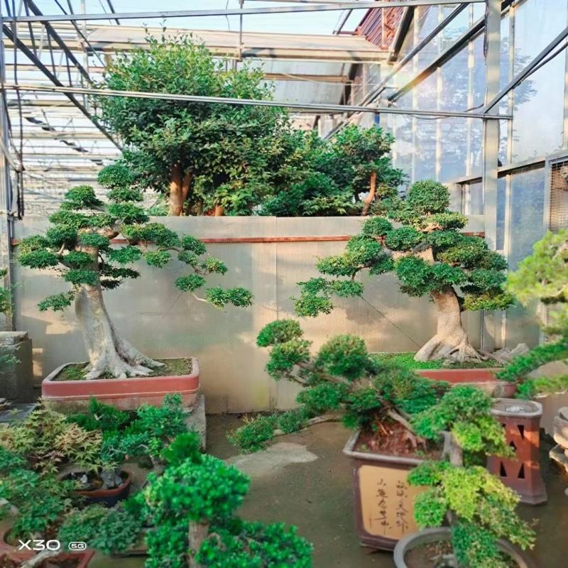 榆树桩造型长年基地直销价格便宜可商议