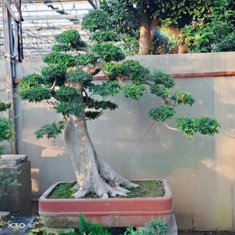 榆树桩造型长年基地直销价格便宜可商议