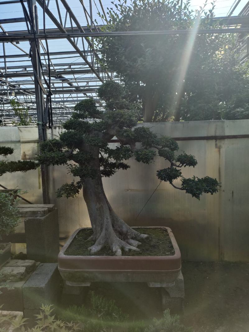 榆树桩造型长年基地直销价格便宜可商议