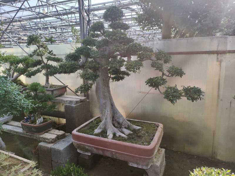 榆树桩造型长年基地直销价格便宜可商议