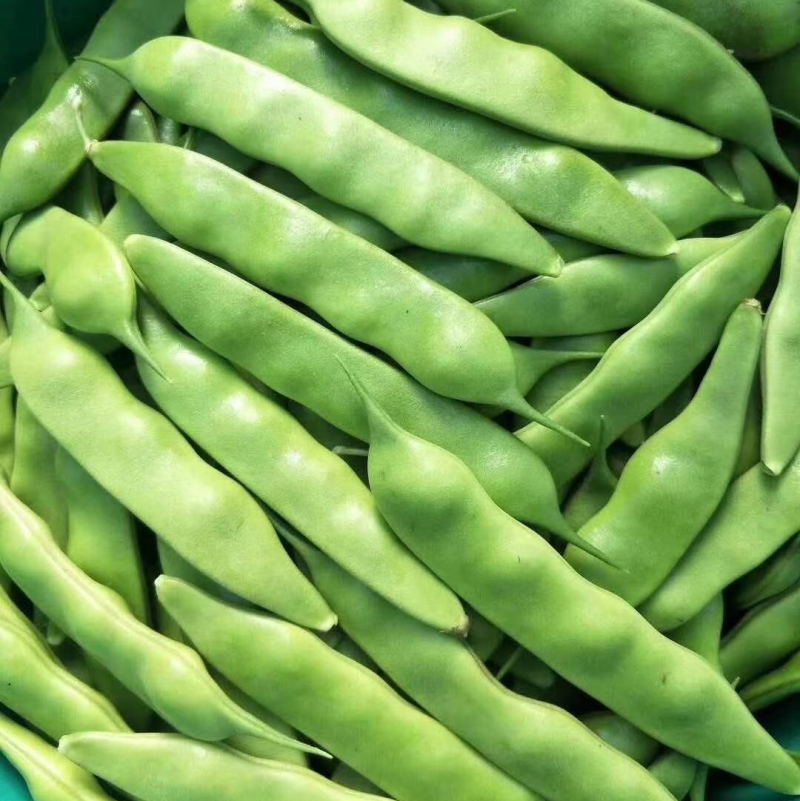 黑龙江新开园豆角油豆角质量好价格低提供空运服务