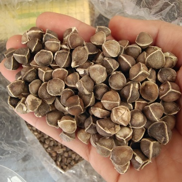辣木籽辣木子小粒中粒大粒各种规格辣木籽