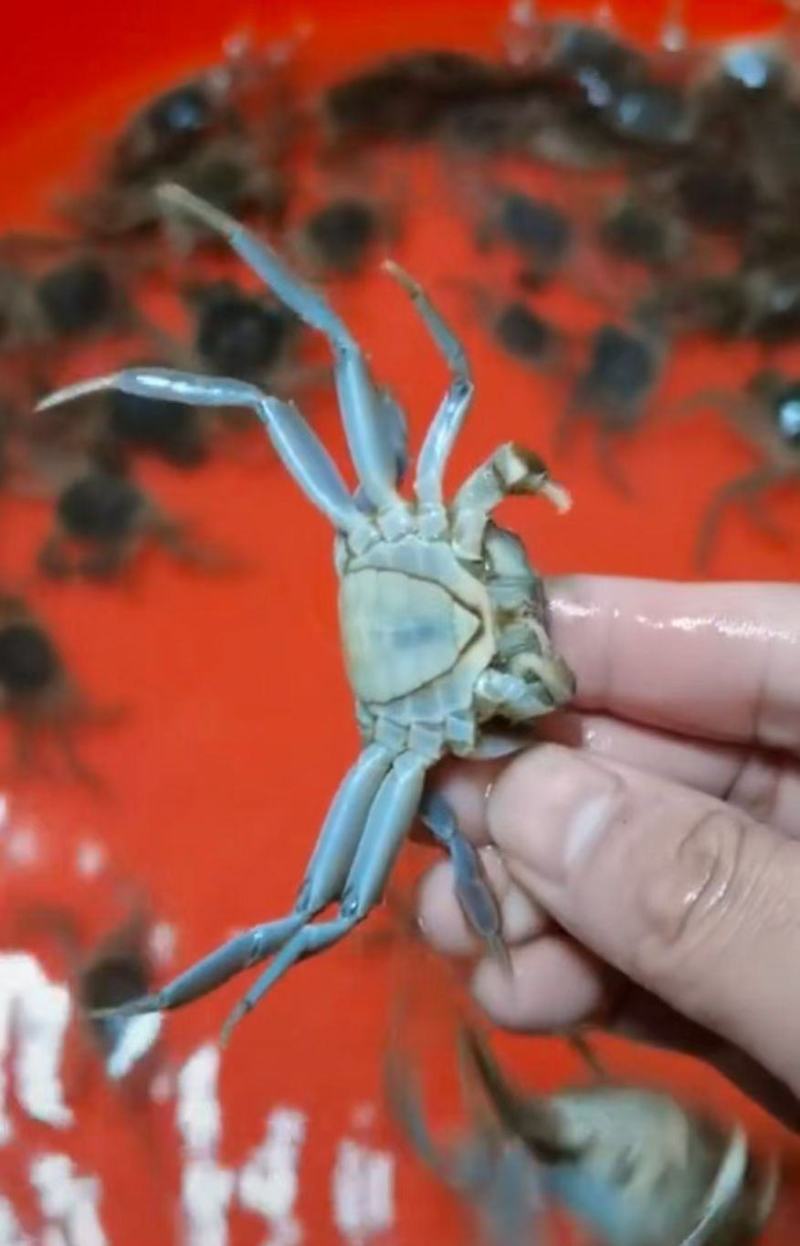 江苏螃蟹淡水养殖大闸蟹鲜活毛蟹苗中华绒螯蟹