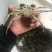 江苏螃蟹淡水养殖大闸蟹鲜活毛蟹苗中华绒螯蟹