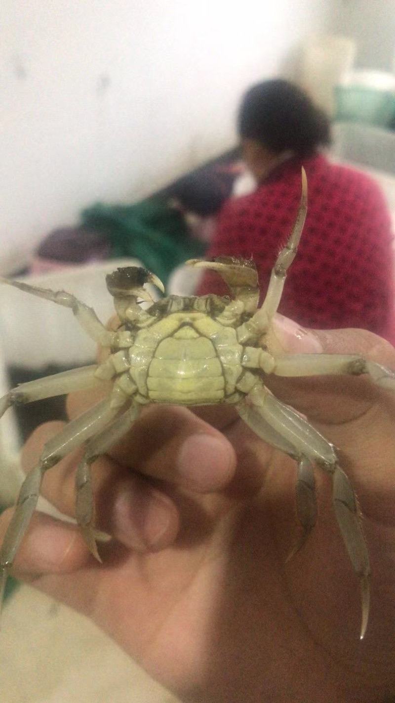 江苏螃蟹淡水养殖大闸蟹鲜活毛蟹苗中华绒螯蟹