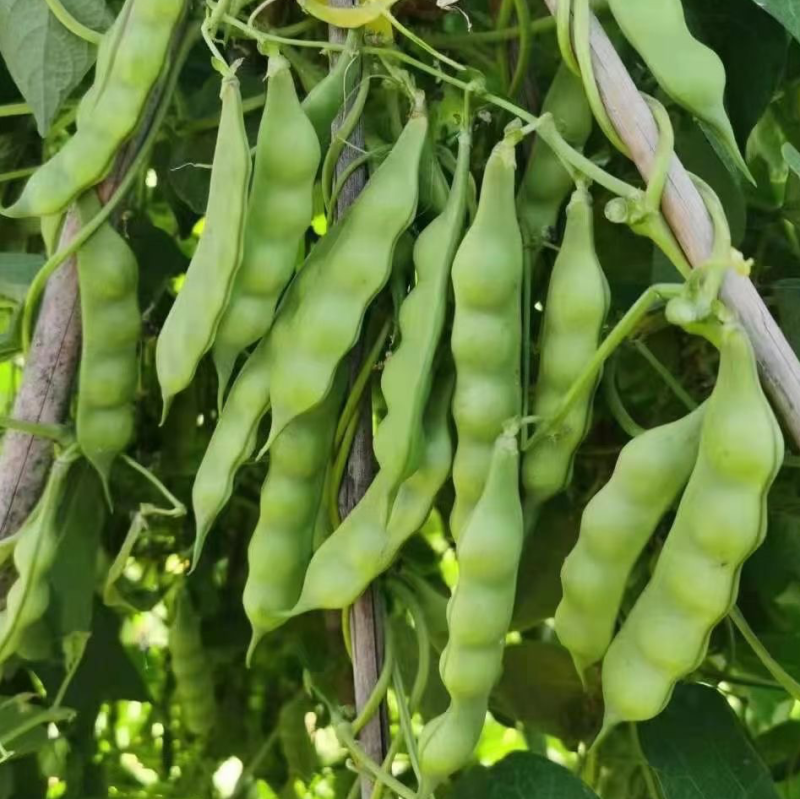 东北开园豆角油豆角可整车发货空运发货一件代发