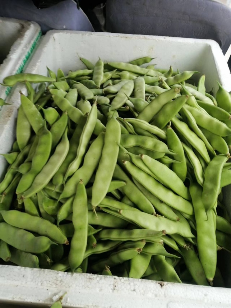 东北开园豆角油豆角可整车发货空运发货一件代发