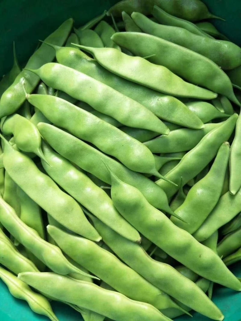 东北开园豆角油豆角可整车发货空运发货一件代发