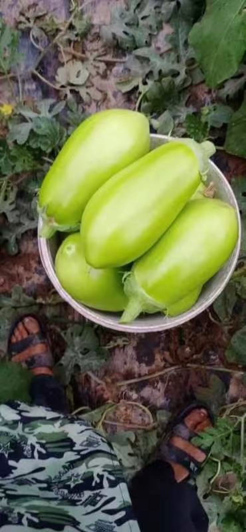 秦茄绿茄子种子膨果速度快抗逆性强深绿硬度适中果重800