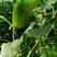 秦茄绿茄子种子膨果速度快抗逆性强深绿硬度适中果重800