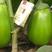 秦茄绿茄子种子膨果速度快抗逆性强深绿硬度适中果重800