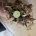 苍术种苗成活率高品质保证量大价优支持技术指导