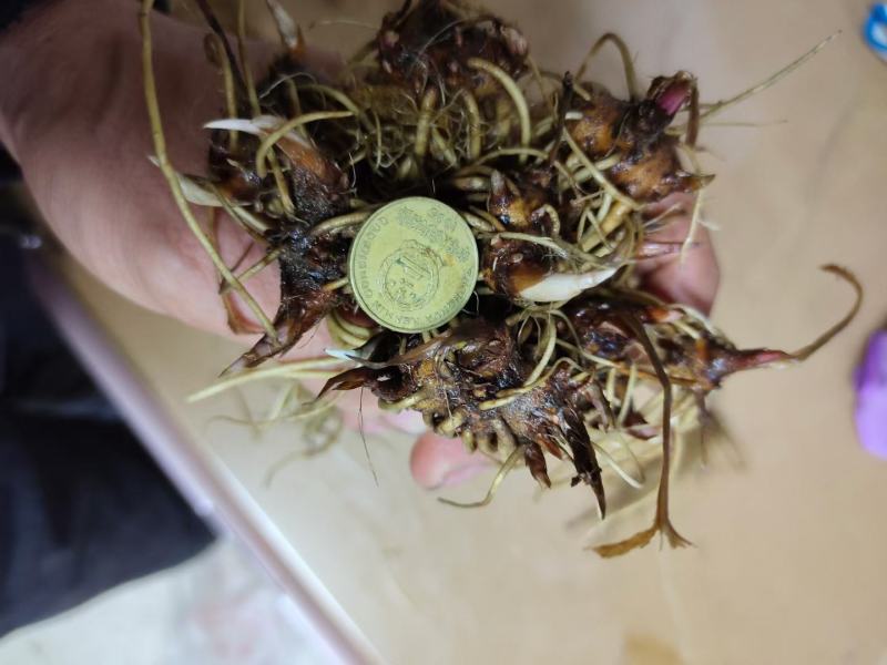 苍术种苗成活率高品质保证量大价优支持技术指导
