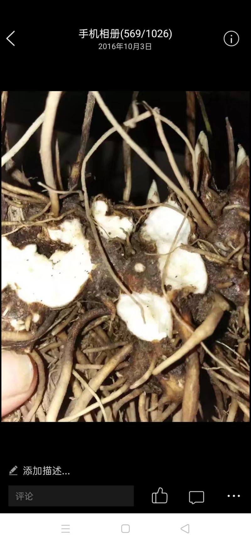 苍术种苗成活率高品质保证量大价优支持技术指导