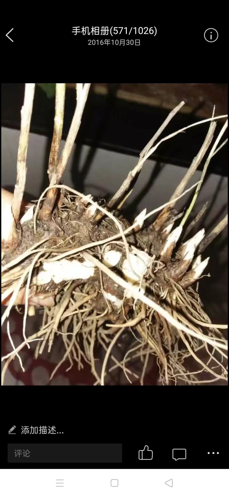 苍术种苗成活率高品质保证量大价优支持技术指导