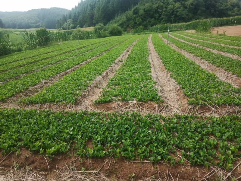 苍术种苗成活率高品质保证量大价优支持技术指导