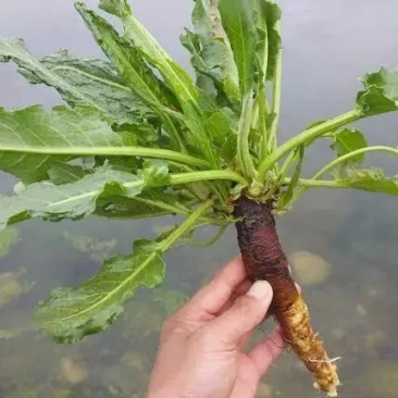 野生土大黄需要的看过来